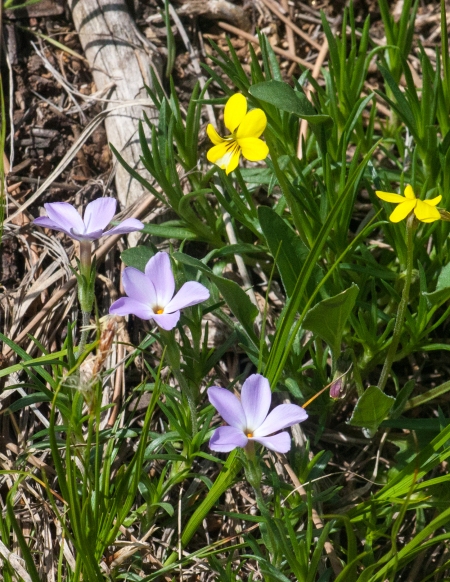 Nuttall's Violets(Viola nuttallii) and Phlox 