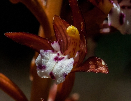 Coral Root Orchid Flower