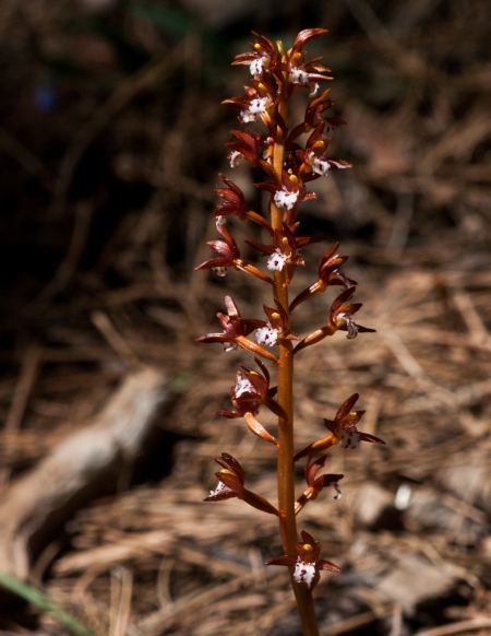 Coral Root Orchid Plant (Corallorhiza maculata) 