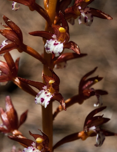 Coral Root Orchid Plant Flowers