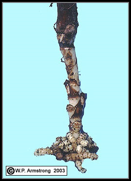 Coralroot Root Fungus Host
