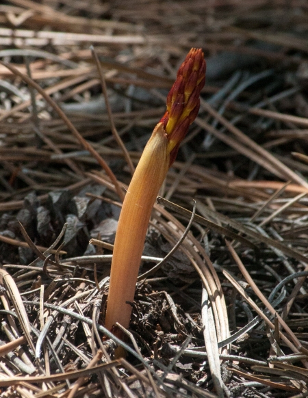 Early Coralroot 