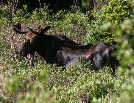 Rocky Mountain Mighty Moose (Alces alces)