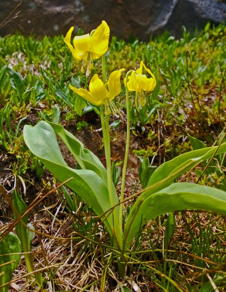 We Found the Yellow Glacier Lily (Erythronium grandiflorum Pursh)