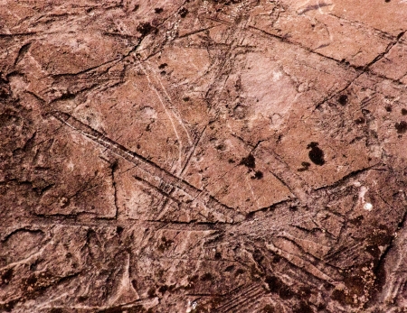 Fossil Evidence of Early Vegetation