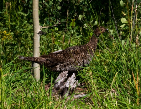 Ptarmigan with summer plumage 