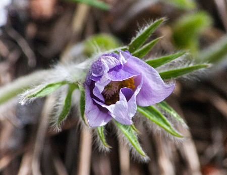 Protecting the Future of Pasque Flowers