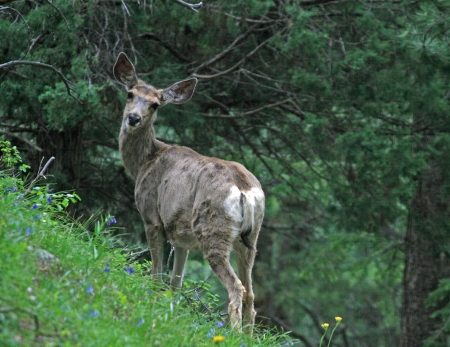 Long Canyon Deer (Odocoileus hemionus)
