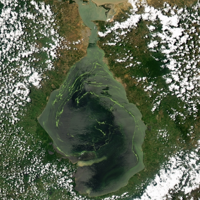 Green swirls of duckweed dominate the center of Venezuela’s Lake Maracaibo in this Moderate Resolution Imaging Spectroradiometer (MODIS) image acquired by NASA’s Aqua satellite on June 26, 2004.
