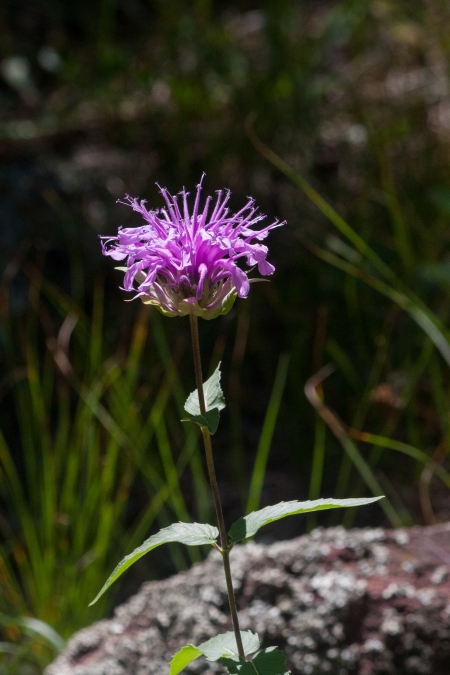 Bergamot Flower