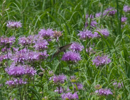Bergamot with Hummingbird