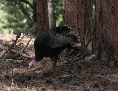 one-turkey-pecking-1