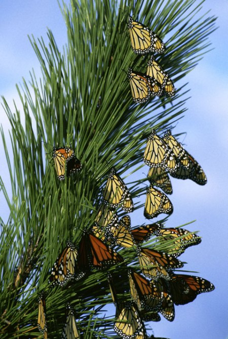 Monarch_butterfly_migrationL