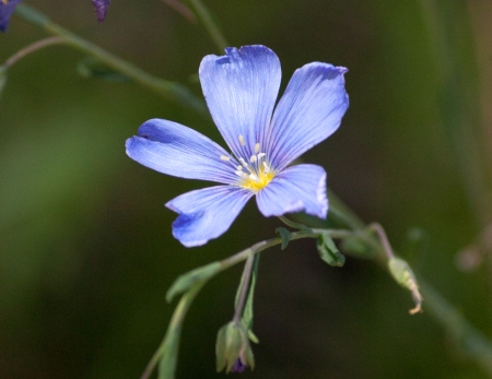 Blue Flax (Adenolinum lewissi)