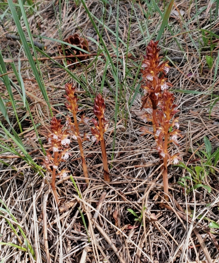 Coral Root on Shanahan-2