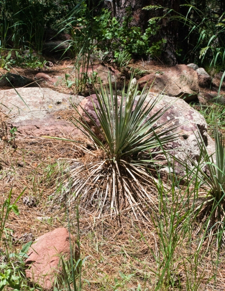 Yucca with Rock
